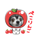 ♡愛犬チワワの気持ち♡（個別スタンプ：28）