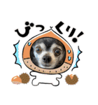 ♡愛犬チワワの気持ち♡（個別スタンプ：29）