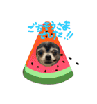 ♡愛犬チワワの気持ち♡（個別スタンプ：31）