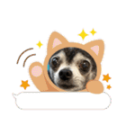 ♡愛犬チワワの気持ち♡（個別スタンプ：35）