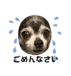 ♡愛犬チワワの気持ち♡（個別スタンプ：36）