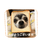 ♡愛犬チワワの気持ち♡（個別スタンプ：38）