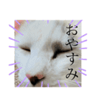 もふらこみるく（個別スタンプ：1）