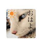 もふらこみるく（個別スタンプ：2）