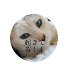 もふらこみるく（個別スタンプ：3）