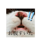 もふらこみるく（個別スタンプ：6）