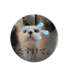 もふらこみるく（個別スタンプ：8）
