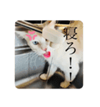 もふらこみるく（個別スタンプ：11）