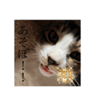 もふらこみるく（個別スタンプ：13）