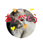 もふらこみるく（個別スタンプ：15）