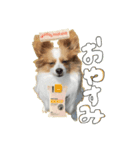 こむぎの日常、。（個別スタンプ：1）