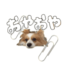 こむぎの日常、。（個別スタンプ：2）