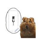 猫じゃないミーム【メッセージスタンプ】（個別スタンプ：11）