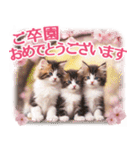 卒入学・入園・就職【春のお祝い】猫と桜♡（個別スタンプ：24）