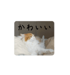 きぬ #5（個別スタンプ：2）