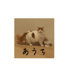 きぬ #5（個別スタンプ：4）