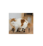 きぬ #5（個別スタンプ：5）