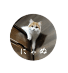 きぬ #5（個別スタンプ：6）