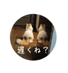 きぬ #5（個別スタンプ：8）