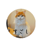 きぬ #5（個別スタンプ：9）