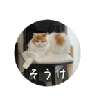 きぬ #5（個別スタンプ：10）