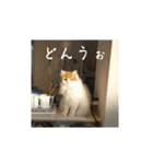 きぬ #5（個別スタンプ：11）