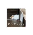 きぬ #5（個別スタンプ：14）