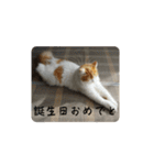きぬ #5（個別スタンプ：16）