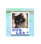 猫の博多弁（個別スタンプ：6）