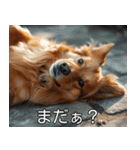 犬のきもち【毎日使える】（個別スタンプ：3）