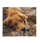 犬のきもち【毎日使える】（個別スタンプ：4）