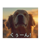 犬のきもち【毎日使える】（個別スタンプ：6）