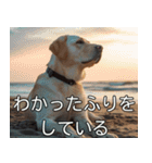 犬のきもち【毎日使える】（個別スタンプ：11）