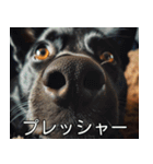 犬のきもち【毎日使える】（個別スタンプ：16）