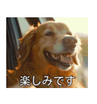 犬のきもち【毎日使える】（個別スタンプ：21）