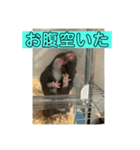 はむズの日常（個別スタンプ：25）