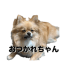 毎日ポテチに癒される（個別スタンプ：3）