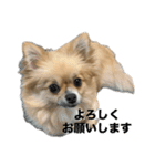 毎日ポテチに癒される（個別スタンプ：8）