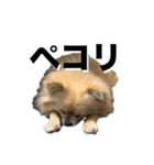 毎日ポテチに癒される（個別スタンプ：12）