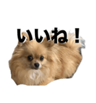 毎日ポテチに癒される（個別スタンプ：14）