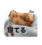 毎日ポテチに癒される（個別スタンプ：17）
