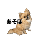 毎日ポテチに癒される（個別スタンプ：21）