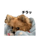 毎日ポテチに癒される（個別スタンプ：23）