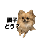 毎日ポテチに癒される（個別スタンプ：37）