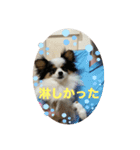 パピヨンすもも とポメレイの日常会話Part6（個別スタンプ：6）