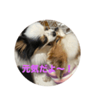 パピヨンすもも とポメレイの日常会話Part6（個別スタンプ：12）