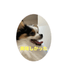 パピヨンすもも とポメレイの日常会話Part6（個別スタンプ：13）