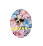 パピヨンすもも とポメレイの日常会話Part6（個別スタンプ：14）