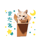 4匹の猫の幸せスタンプ（個別スタンプ：16）