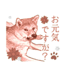 色鉛筆デッサン作品。～スピッツ犬(1)〜（個別スタンプ：12）